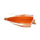 Семга филе на коже мороженое ~ 2.5 кг