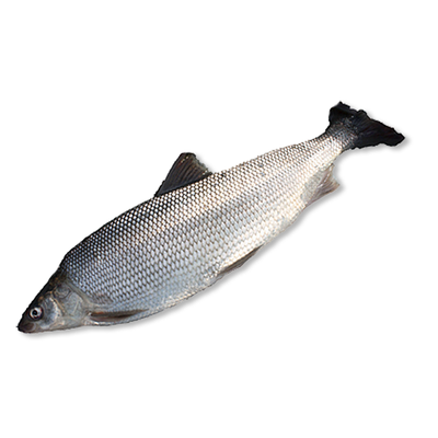 Муксун неразделанный, мороженый ~ 1,4 кг. Упаковка ~ 1.2–1,6 кг